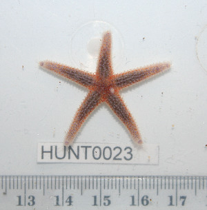  ( - HUNT0023)  @13 [ ] CreativeCommons - Attribution (2010) CBG Photography Group Centre for Biodiversity Genomics