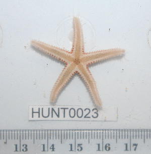  ( - HUNT0023)  @13 [ ] CreativeCommons - Attribution (2010) CBG Photography Group Centre for Biodiversity Genomics