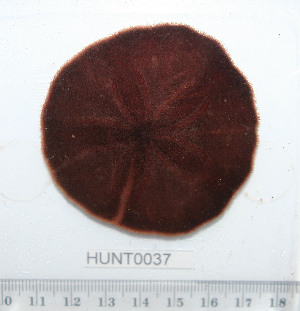  ( - HUNT0037)  @13 [ ] CreativeCommons - Attribution (2010) CBG Photography Group Centre for Biodiversity Genomics