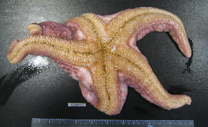  ( - BAM00170)  @13 [ ] CreativeCommons - Attribution (2010) CBG Photography Group Centre for Biodiversity Genomics