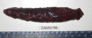  ( - BAM00154)  @13 [ ] CreativeCommons - Attribution (2010) CBG Photography Group Centre for Biodiversity Genomics