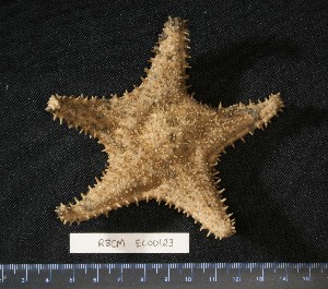  (Hippasteria californica - RBCM EC00123)  @11 [ ] CreativeCommons - Attribution (2010) CBG Photography Group Centre for Biodiversity Genomics