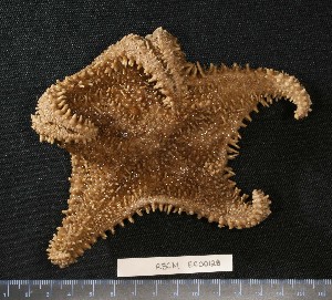  (Hippasteria spinosa - RBCM EC00128)  @11 [ ] CreativeCommons - Attribution (2010) CBG Photography Group Centre for Biodiversity Genomics