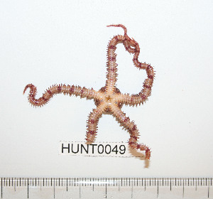  ( - HUNT0049)  @13 [ ] CreativeCommons - Attribution (2010) CBG Photography Group Centre for Biodiversity Genomics