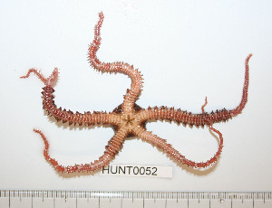  ( - HUNT0052)  @13 [ ] CreativeCommons - Attribution (2010) CBG Photography Group Centre for Biodiversity Genomics