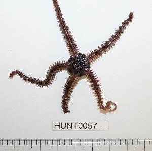  ( - HUNT0057)  @13 [ ] CreativeCommons - Attribution (2010) CBG Photography Group Centre for Biodiversity Genomics