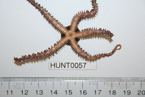 ( - HUNT0057)  @13 [ ] CreativeCommons - Attribution (2010) CBG Photography Group Centre for Biodiversity Genomics