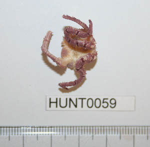  ( - HUNT0059)  @13 [ ] CreativeCommons - Attribution (2010) CBG Photography Group Centre for Biodiversity Genomics