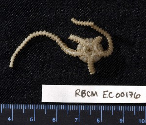  (Ophiacantha eurypoma - RBCM EC00176)  @11 [ ] CreativeCommons - Attribution (2010) CBG Photography Group Centre for Biodiversity Genomics