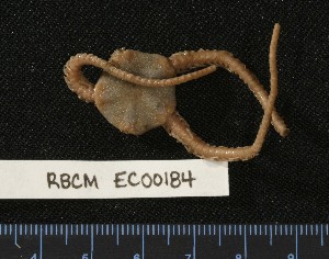  ( - RBCM EC00184)  @11 [ ] CreativeCommons - Attribution (2010) CBG Photography Group Centre for Biodiversity Genomics