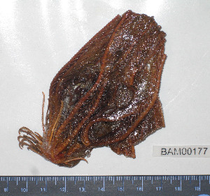  ( - BAM00177)  @12 [ ] CreativeCommons - Attribution (2010) CBG Photography Group Centre for Biodiversity Genomics