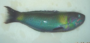  (Thalassoma genivittatum - Smith 220.59 #2)  @13 [ ] CreativeCommons - Attribution Non-Commercial Share-Alike (2011) Allan D. Connell Research Collection of Allan Connell