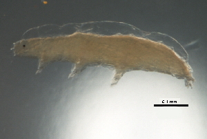  ( - Ba3 780 g3)  @11 [ ] CreativeCommons - Attribution (2012) CBG Photography Group Centre for Biodiversity Genomics
