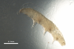  ( - Ba3 780 g5)  @11 [ ] CreativeCommons - Attribution (2012) CBG Photography Group Centre for Biodiversity Genomics