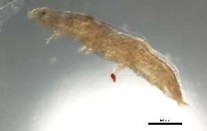 ( - Ba3 780 g9)  @11 [ ] CreativeCommons - Attribution (2012) CBG Photography Group Centre for Biodiversity Genomics