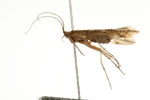  (Limnephilus sansoni - 06-PROBE-2713)  @14 [ ] CreativeCommons - Attribution (2010) CBG Photography Group Centre for Biodiversity Genomics