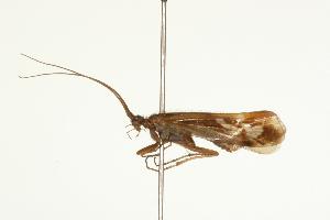  ( - 06-PROBE-2936)  @13 [ ] CreativeCommons - Attribution (2010) CBG Photography Group Centre for Biodiversity Genomics