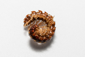  (Melaphinae - TOL_BGEG_136_G06)  @11 [ ] Copyright © (2025) Konstantinos Kalaentzis Unspecified