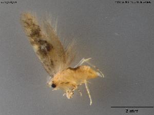  ( - BGPT_009_F01)  @11 [ ] Creative Commons Attribution NonCommercial ShareAlike (2025) (2025) Research Center in Biodiversity and Genetic Resources Research Center in Biodiversity and Genetic Resources