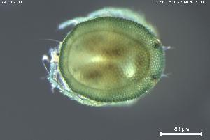  ( - BGPT_022_E04)  @11 [ ] Creative Commons Attribution NonCommercial ShareAlike (2025) (2025) Research Center in Biodiversity and Genetic Resources Research Center in Biodiversity and Genetic Resources