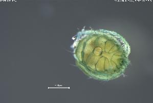  ( - BGPT_022_E04)  @11 [ ] Creative Commons Attribution NonCommercial ShareAlike (2025) (2025) Research Center in Biodiversity and Genetic Resources Research Center in Biodiversity and Genetic Resources