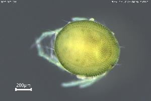  ( - BGPT_022_C09)  @11 [ ] Creative Commons Attribution NonCommercial ShareAlike (2025) (2025) Research Center in Biodiversity and Genetic Resources Research Center in Biodiversity and Genetic Resources