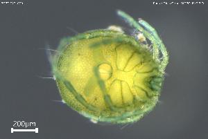  ( - BGPT_022_C09)  @11 [ ] Creative Commons Attribution NonCommercial ShareAlike (2025) (2025) Research Center in Biodiversity and Genetic Resources Research Center in Biodiversity and Genetic Resources