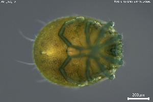  ( - BGPT_022_H04)  @11 [ ] Creative Commons Attribution NonCommercial ShareAlike (2025) (2025) Research Center in Biodiversity and Genetic Resources Research Center in Biodiversity and Genetic Resources