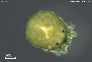  ( - BGPT_022_A05)  @11 [ ] Creative Commons Attribution NonCommercial ShareAlike (2025) (2025) Research Center in Biodiversity and Genetic Resources Research Center in Biodiversity and Genetic Resources