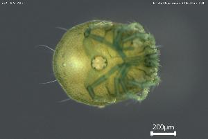  ( - BGPT_022_A05)  @11 [ ] Creative Commons Attribution NonCommercial ShareAlike (2025) (2025) Research Center in Biodiversity and Genetic Resources Research Center in Biodiversity and Genetic Resources