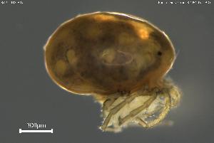  ( - BGPT_018_A07)  @11 [ ] Creative Commons Attribution NonCommercial ShareAlike (2025) (2025) Research Center in Biodiversity and Genetic Resources Research Center in Biodiversity and Genetic Resources