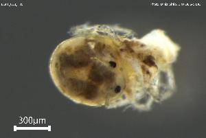  ( - BGPT_018_H05)  @11 [ ] Creative Commons Attribution NonCommercial ShareAlike (2025) (2025) Research Center in Biodiversity and Genetic Resources Research Center in Biodiversity and Genetic Resources