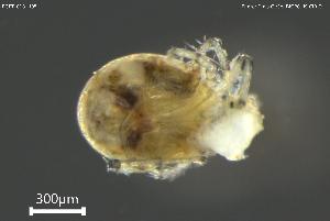  ( - BGPT_018_H05)  @11 [ ] Creative Commons Attribution NonCommercial ShareAlike (2025) (2025) Research Center in Biodiversity and Genetic Resources Research Center in Biodiversity and Genetic Resources