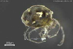  ( - BGPT_018_A06)  @11 [ ] Creative Commons Attribution NonCommercial ShareAlike (2025) (2025) Research Center in Biodiversity and Genetic Resources Research Center in Biodiversity and Genetic Resources