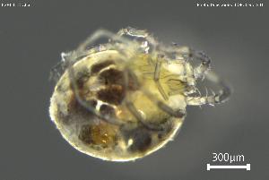  ( - BGPT_018_A06)  @11 [ ] Creative Commons Attribution NonCommercial ShareAlike (2025) (2025) Research Center in Biodiversity and Genetic Resources Research Center in Biodiversity and Genetic Resources