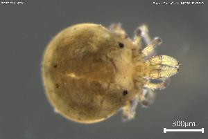  ( - BGPT_018_A05)  @11 [ ] Creative Commons Attribution NonCommercial ShareAlike (2025) (2025) Research Center in Biodiversity and Genetic Resources Research Center in Biodiversity and Genetic Resources