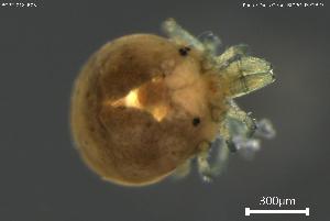  ( - BGPT_018_B05)  @11 [ ] Creative Commons Attribution NonCommercial ShareAlike (2025) (2025) Research Center in Biodiversity and Genetic Resources Research Center in Biodiversity and Genetic Resources