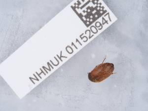  ( - NHMUK011520947)  @11 [ ] Unspecified (default): All Rights Reserved  Unspecified Unspecified