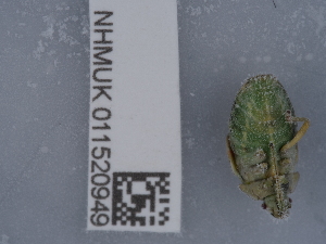  ( - NHMUK011520949)  @11 [ ] Unspecified (default): All Rights Reserved  Unspecified Unspecified