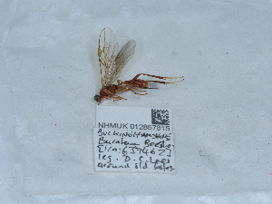  ( - NHMUK012857815)  @11 [ ] Unspecified (default): All Rights Reserved  Unspecified Unspecified