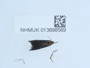 ( - NHMUK013698569)  @11 [ ] Unspecified (default): All Rights Reserved  Unspecified Unspecified