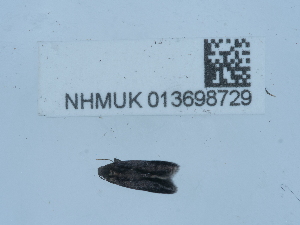  ( - NHMUK013698729)  @11 [ ] Unspecified (default): All Rights Reserved  Unspecified Unspecified