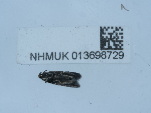  ( - NHMUK013698729)  @11 [ ] Unspecified (default): All Rights Reserved  Unspecified Unspecified