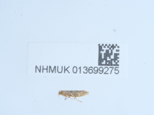  ( - NHMUK013699275)  @11 [ ] Unspecified (default): All Rights Reserved  Unspecified Unspecified