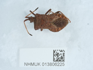  ( - NHMUK013806225)  @11 [ ] Unspecified (default): All Rights Reserved  Unspecified Unspecified