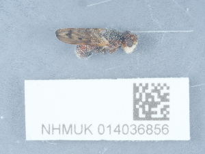  ( - NHMUK014036856)  @11 [ ] Unspecified (default): All Rights Reserved  Unspecified Unspecified