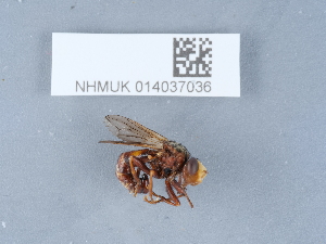  ( - NHMUK014037036)  @11 [ ] Unspecified (default): All Rights Reserved  Unspecified Unspecified