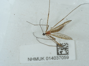  ( - NHMUK014037059)  @11 [ ] Unspecified (default): All Rights Reserved  Unspecified Unspecified