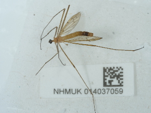  ( - NHMUK014037059)  @11 [ ] Unspecified (default): All Rights Reserved  Unspecified Unspecified