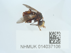  ( - NHMUK014037106)  @11 [ ] Unspecified (default): All Rights Reserved  Unspecified Unspecified